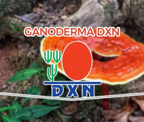 Ganoderma Dxn Beneficios Que Es Para Que Sirve Como Funciona 1996