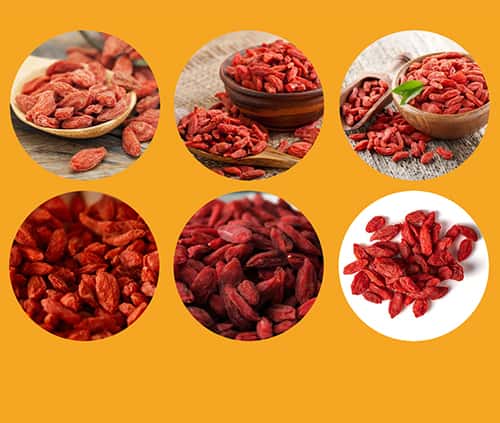 bayas de goji